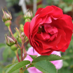 Миниатюра 3. Роза 