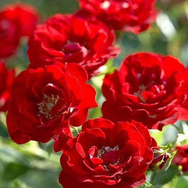 Фото 2. Роза 