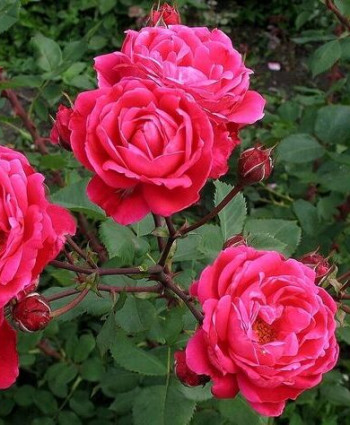 Роза Alexander Mackenzie в каталоге СЦ Корекозево