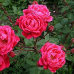 Миниатюра 1. Роза 