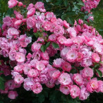 Миниатюра 1. Роза 