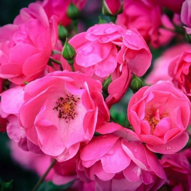 Фото 2. Роза 