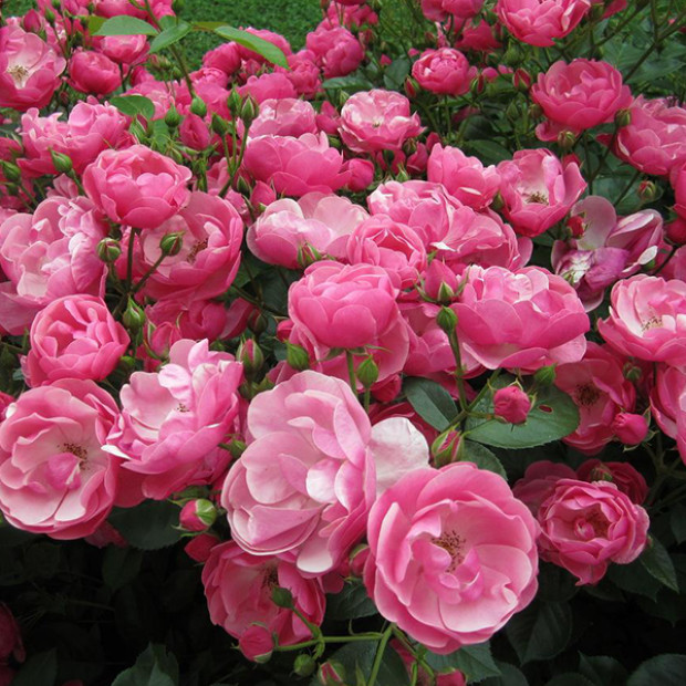 Фото 3. Роза 