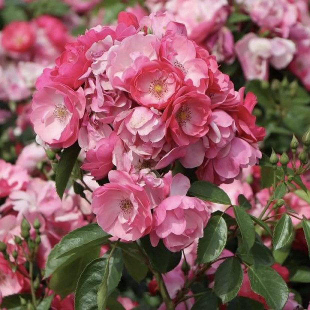 Фото 4. Роза 