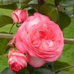 Миниатюра 2. Роза 