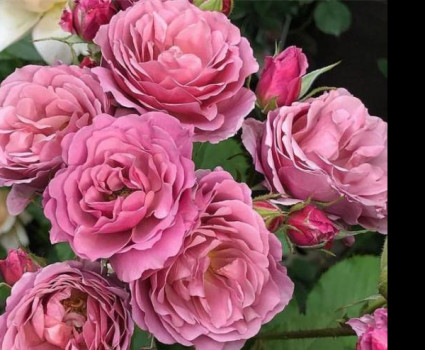 Роза Aoi в каталоге СЦ Корекозево