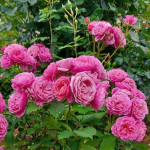 Миниатюра 3. Роза 