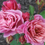 Миниатюра 4. Роза 