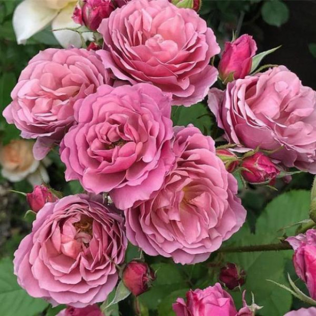 Фото 1. Роза 