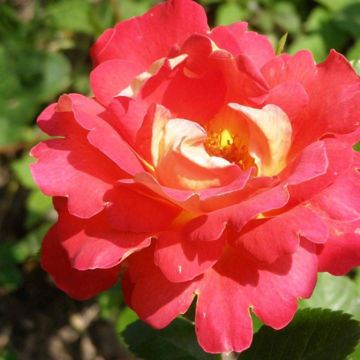 Роза Arlequin в каталоге СЦ Корекозево