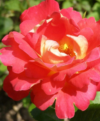 Роза Arlequin в каталоге СЦ Корекозево