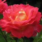 Миниатюра 2. Роза 