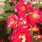 Миниатюра 4. Роза 