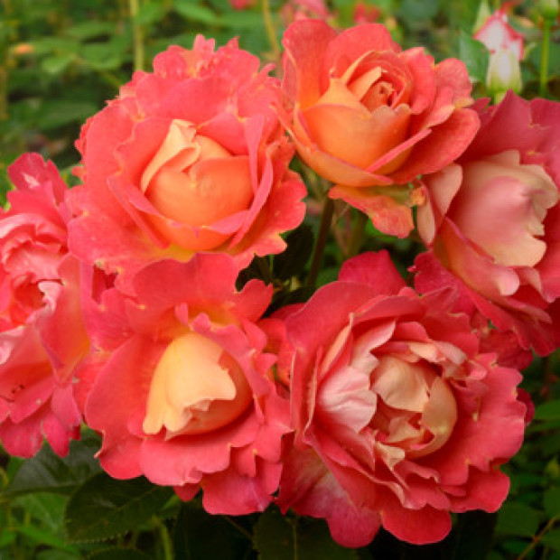 Фото 3. Роза 