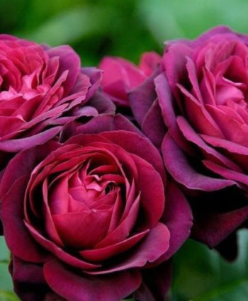 Роза Astrid Grafin von Hardenberg в каталоге СЦ Корекозево