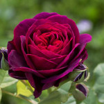 Миниатюра 2. Роза 