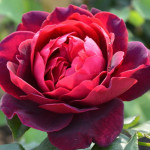 Миниатюра 3. Роза 