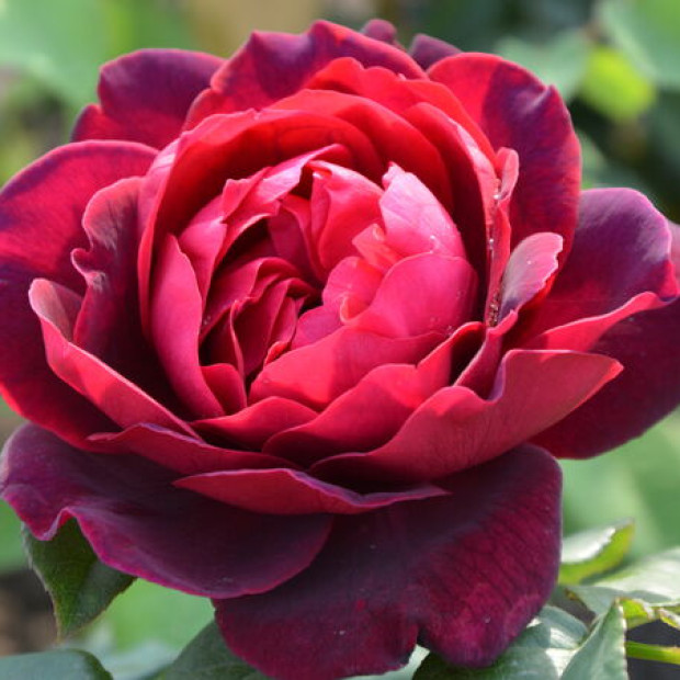 Фото 3. Роза 