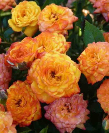 Роза Baby Masquerade в каталоге СЦ Корекозево