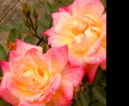 Роза Baby Masquerade в каталоге СЦ Корекозево