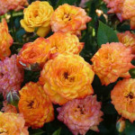 Миниатюра 2. Роза 