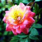 Миниатюра 3. Роза 