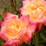 Миниатюра 1. Роза 