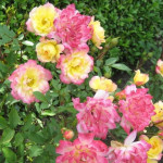 Миниатюра 4. Роза 