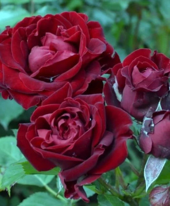 Роза Black Jack в каталоге СЦ Корекозево