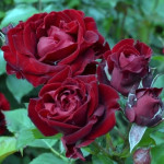 Миниатюра 1. Роза 