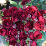 Миниатюра 2. Роза 