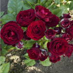 Миниатюра 3. Роза 