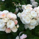 Миниатюра 2. Роза 