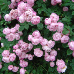 Миниатюра 3. Роза 