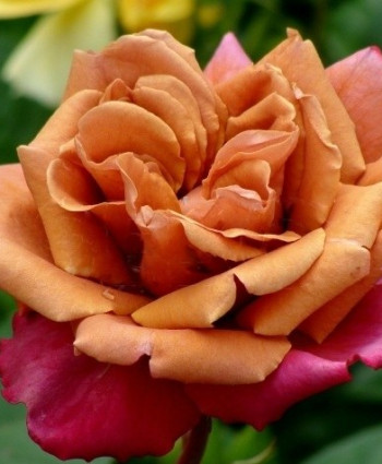 Роза Cha-Cha в каталоге СЦ Корекозево