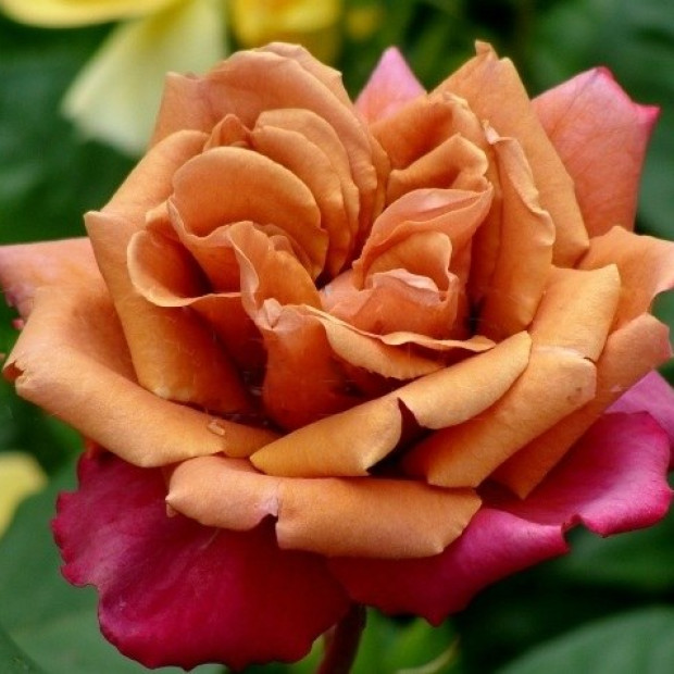 Фото 1. Роза 