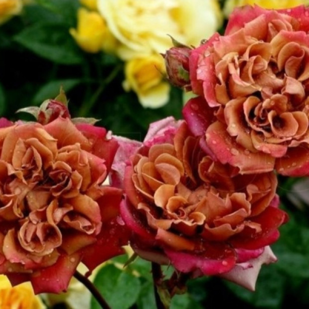 Фото 2. Роза 