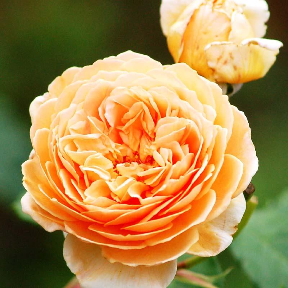 Роза Charles Austin в каталоге СЦ Корекозево