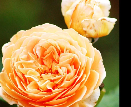 Роза Charles Austin в каталоге СЦ Корекозево