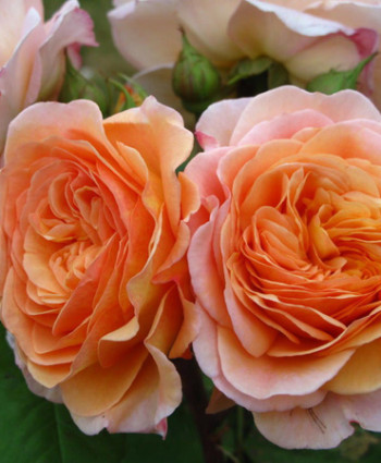 Роза Charles Austin в каталоге СЦ Корекозево