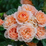 Миниатюра 4. Роза 