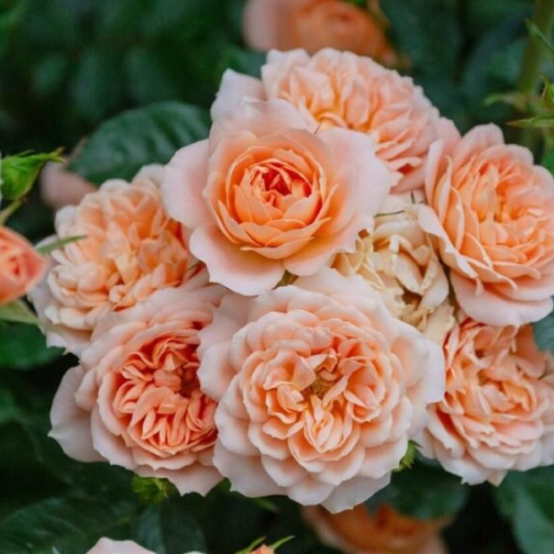 Фото 4. Роза 