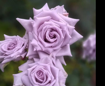 Роза Chateau Myrtille в каталоге СЦ Корекозево