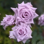 Миниатюра 1. Роза 