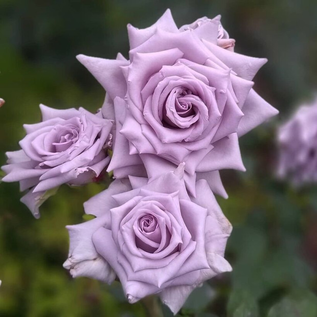 Фото 1. Роза 