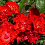 Миниатюра 2. Роза 