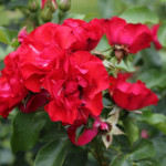 Миниатюра 3. Роза 