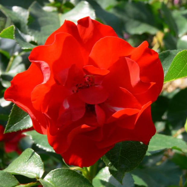 Фото 1. Роза 