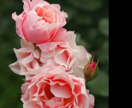 Роза Daphne (Porcelaine d'Orient) в каталоге СЦ Корекозево