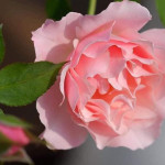 Миниатюра 4. Роза 